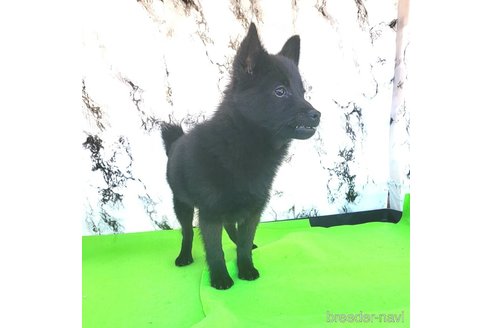 成約済の茨城県のスキッパーキ-268991の21枚目