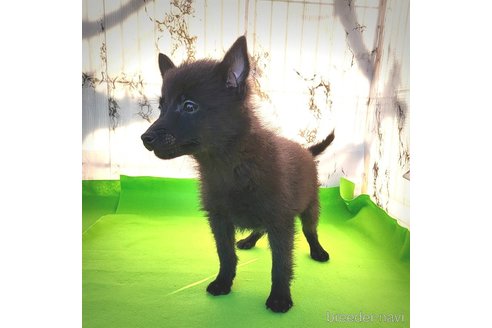 成約済の茨城県のスキッパーキ-274878の28枚目