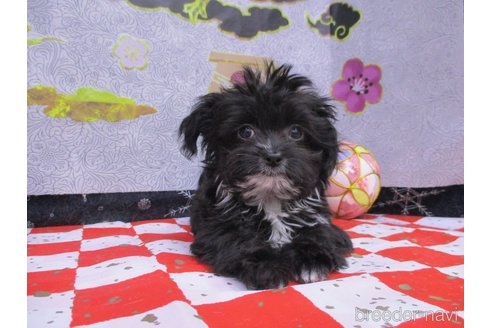 成約済の鳥取県のチワプー:チワワ×トイプードル-276965の3枚目