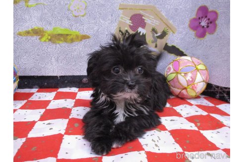 成約済の鳥取県のチワプー:チワワ×トイプードル-276965の2枚目