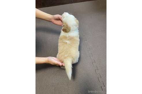 成約済の東京都のボーダーコリー-285826の3枚目