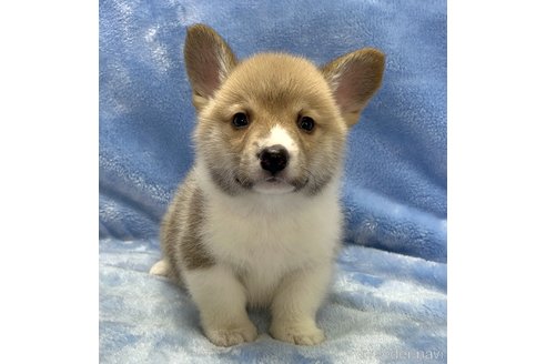 子犬