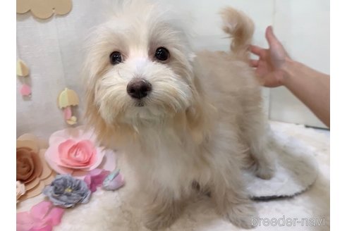 成約済の東京都のマルプー:マルチーズ×トイプードル-255978の14枚目