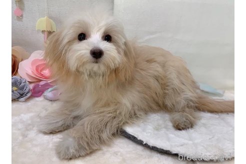 成約済の東京都のマルプー:マルチーズ×トイプードル-255978の13枚目