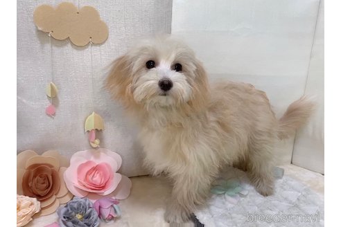 成約済の東京都のマルプー:マルチーズ×トイプードル-255978の10枚目