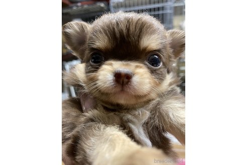 成約済の静岡県のチワワ(ロングコート)-285873