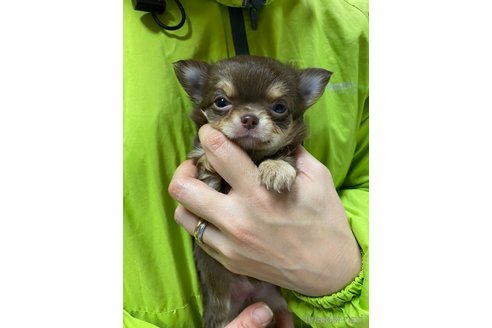 成約済の静岡県のチワワ(ロングコート)-285875の1枚目