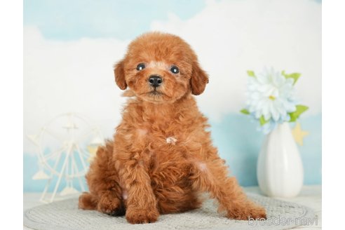 成約済の千葉県のタイニープードル-285878の9枚目