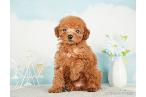 成約済の千葉県のタイニープードル-285878の10枚目