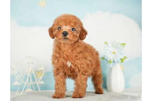 成約済の千葉県のタイニープードル-285878の5枚目