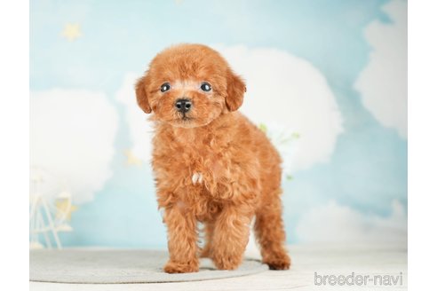 成約済の千葉県のタイニープードル-285878の4枚目