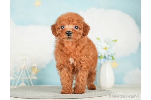 成約済の千葉県のタイニープードル-285878の6枚目