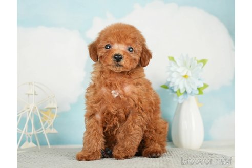 成約済の千葉県のタイニープードル-285878の7枚目