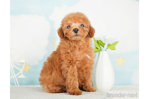 成約済の千葉県のタイニープードル-285878の8枚目