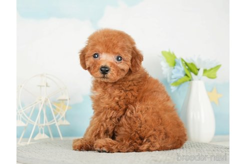 成約済の千葉県のタイニープードル-285878の2枚目