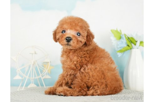 成約済の千葉県のタイニープードル-285878の1枚目