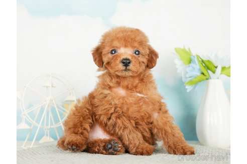 成約済の千葉県のタイニープードル-285878の3枚目