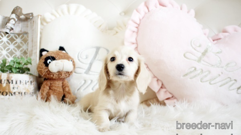 成約済の佐賀県のカニンヘンダックスフンド(ロングヘアード)-285957の1枚目