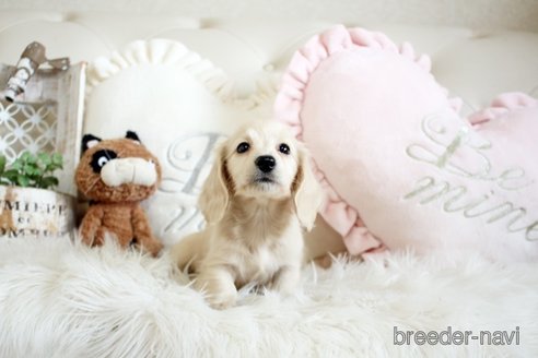 成約済の佐賀県のカニンヘンダックスフンド(ロングヘアード)-285957の5枚目