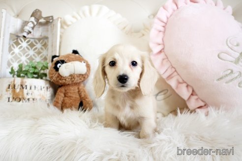 成約済の佐賀県のカニンヘンダックスフンド(ロングヘアード)-285957の4枚目