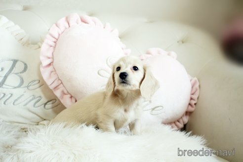 成約済の佐賀県のカニンヘンダックスフンド(ロングヘアード)-285957の3枚目