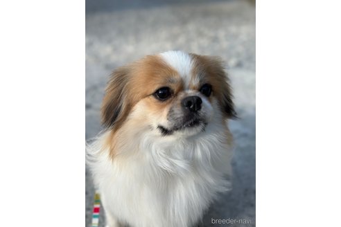 成約済の山口県のミックス犬-266012の12枚目