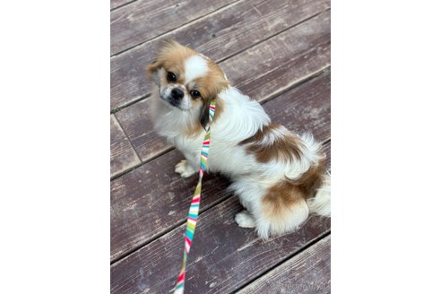 成約済の山口県のミックス犬-266012の13枚目