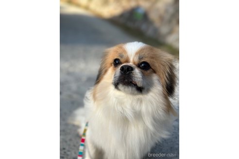 成約済の山口県のミックス犬-266012の14枚目
