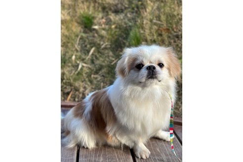成約済の山口県のミックス犬-281569の22枚目