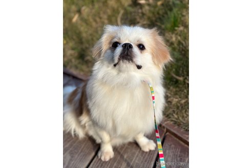 成約済の山口県のミックス犬-281569の21枚目