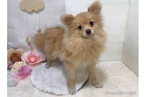 販売中の東京都のポメラニアン-244833の10枚目