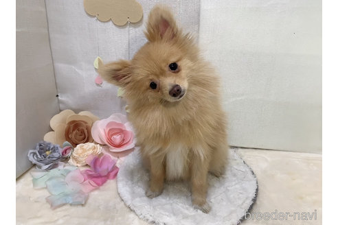 販売中の東京都のポメラニアン-244833の11枚目