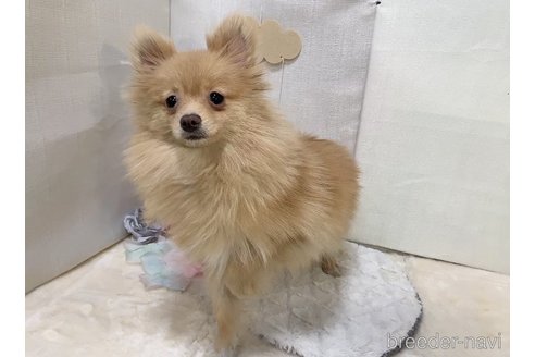販売中の東京都のポメラニアン-244833の12枚目