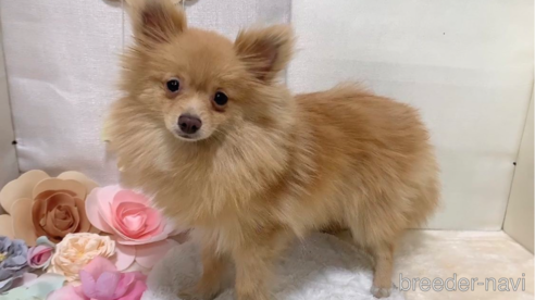 販売中の東京都のポメラニアン-244833の9枚目