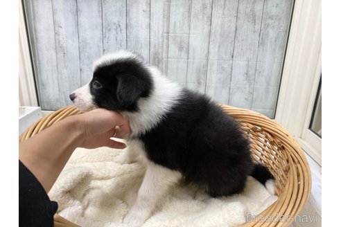 成約済の愛知県のボーダーコリー-286031の3枚目