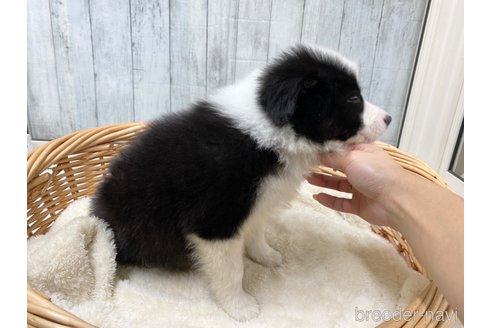 成約済の愛知県のボーダーコリー-286031の4枚目