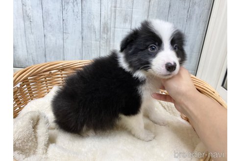 成約済の愛知県のボーダーコリー-286031の6枚目