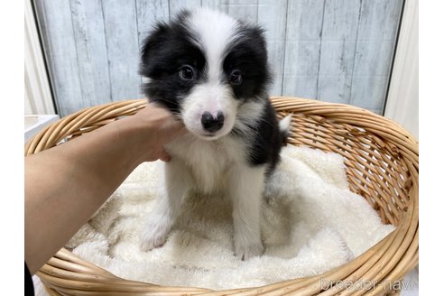 成約済の愛知県のボーダーコリー-286031の5枚目