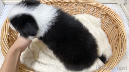 成約済の愛知県のボーダーコリー-286031の2枚目