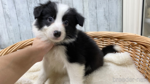 成約済の愛知県のボーダーコリー-286033の1枚目