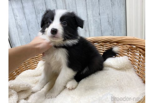 成約済の愛知県のボーダーコリー-286033の5枚目