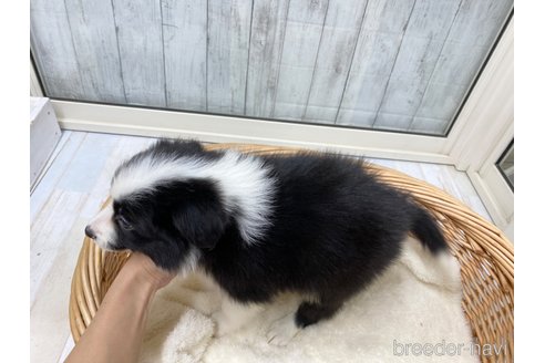 成約済の愛知県のボーダーコリー-286033の4枚目