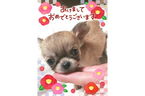 成約済の大阪府のチワワ(ロングコート)-279004の21枚目