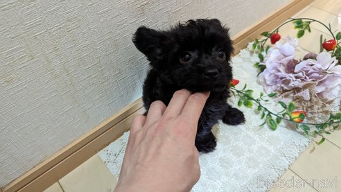 成約済の広島県のチワプー:チワワ×トイプードル-281649の19枚目