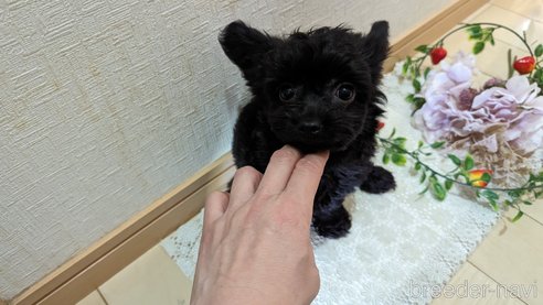 成約済の広島県のチワプー:チワワ×トイプードル-281649の18枚目