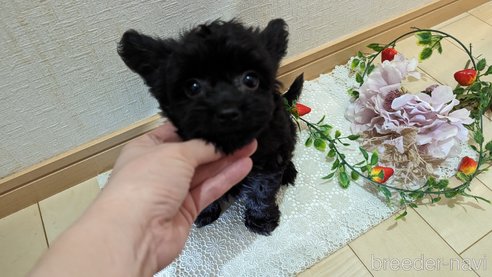 成約済の広島県のチワプー:チワワ×トイプードル-281649の17枚目