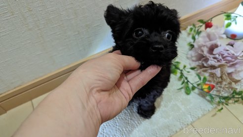 成約済の広島県のチワプー:チワワ×トイプードル-281649の15枚目