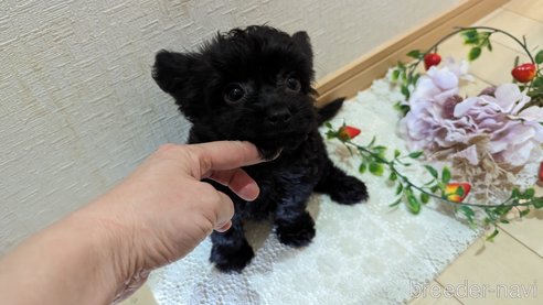 成約済の広島県のチワプー:チワワ×トイプードル-281649の13枚目