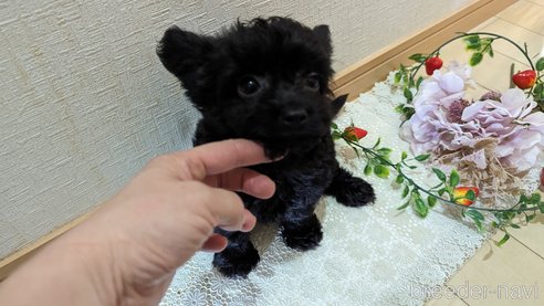 成約済の広島県のチワプー:チワワ×トイプードル-281649の12枚目