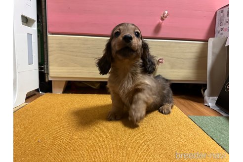 成約済の熊本県のミニチュアダックスフンド(ロングヘアード)-281866の8枚目